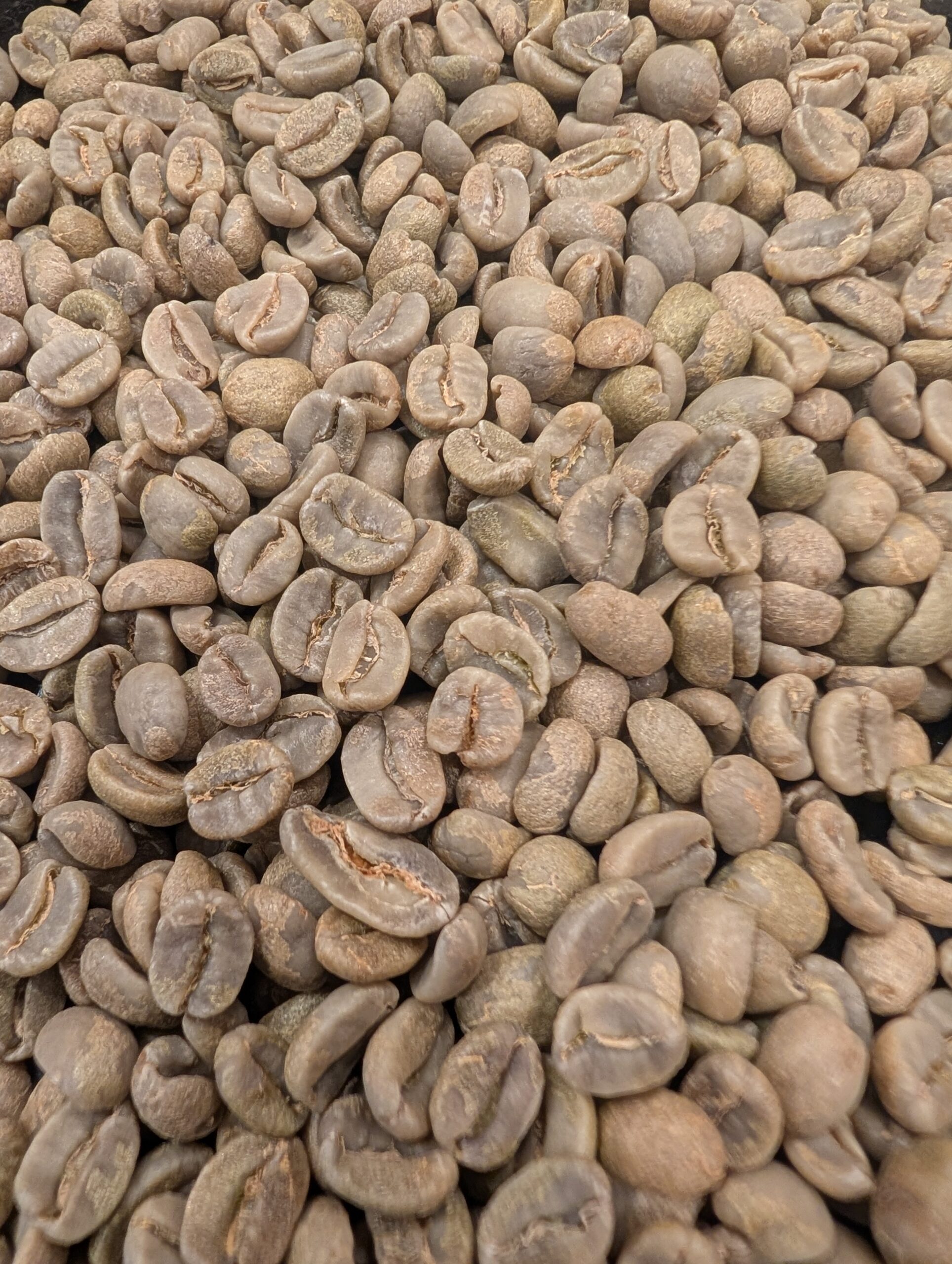 Ethiopia: Organic Limu G2, Oromia (Green)